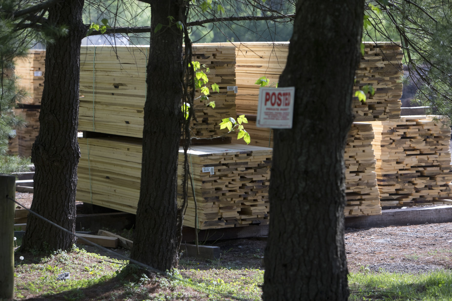 Sawmill dust